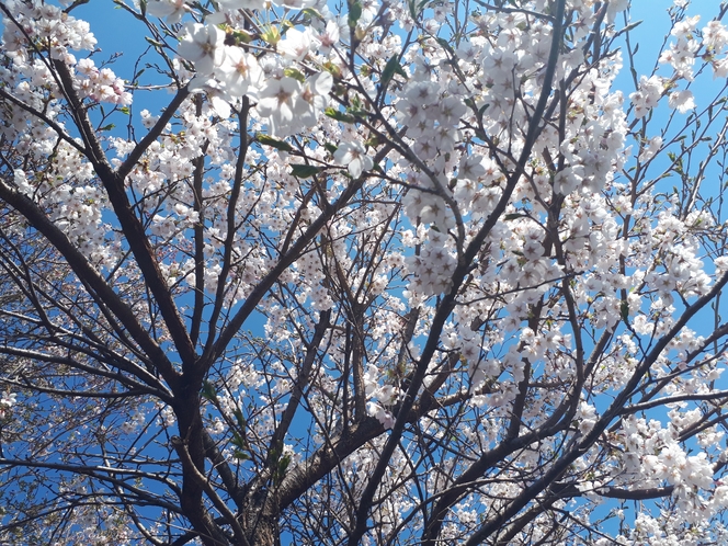 見上げる桜