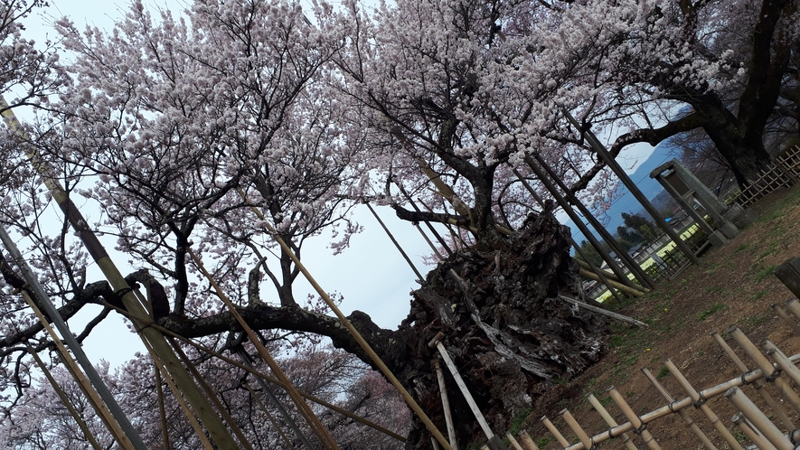 神代桜