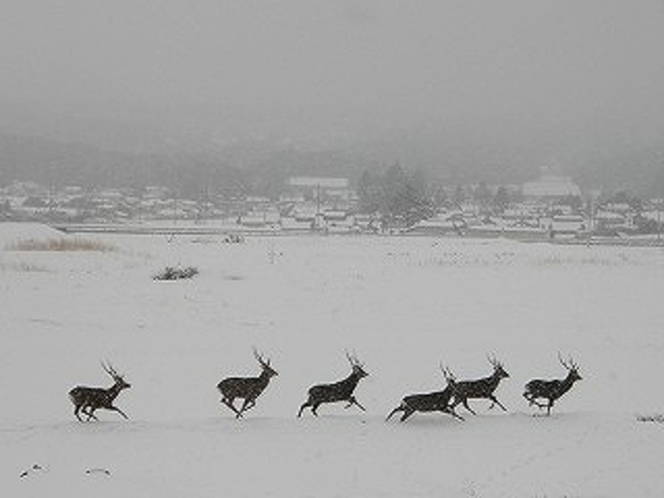 雪原と鹿