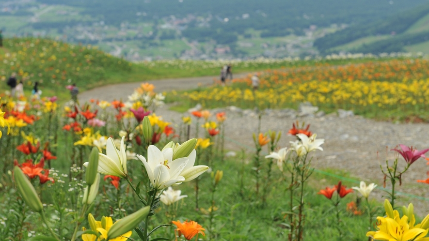 ■白馬岩岳ゆり園　山に咲く可憐で豪華なゆりの花の饗宴