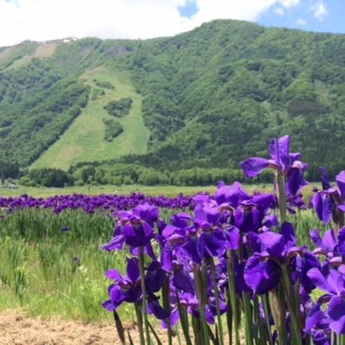 ■あやめとグリーンシーズンのスキー場