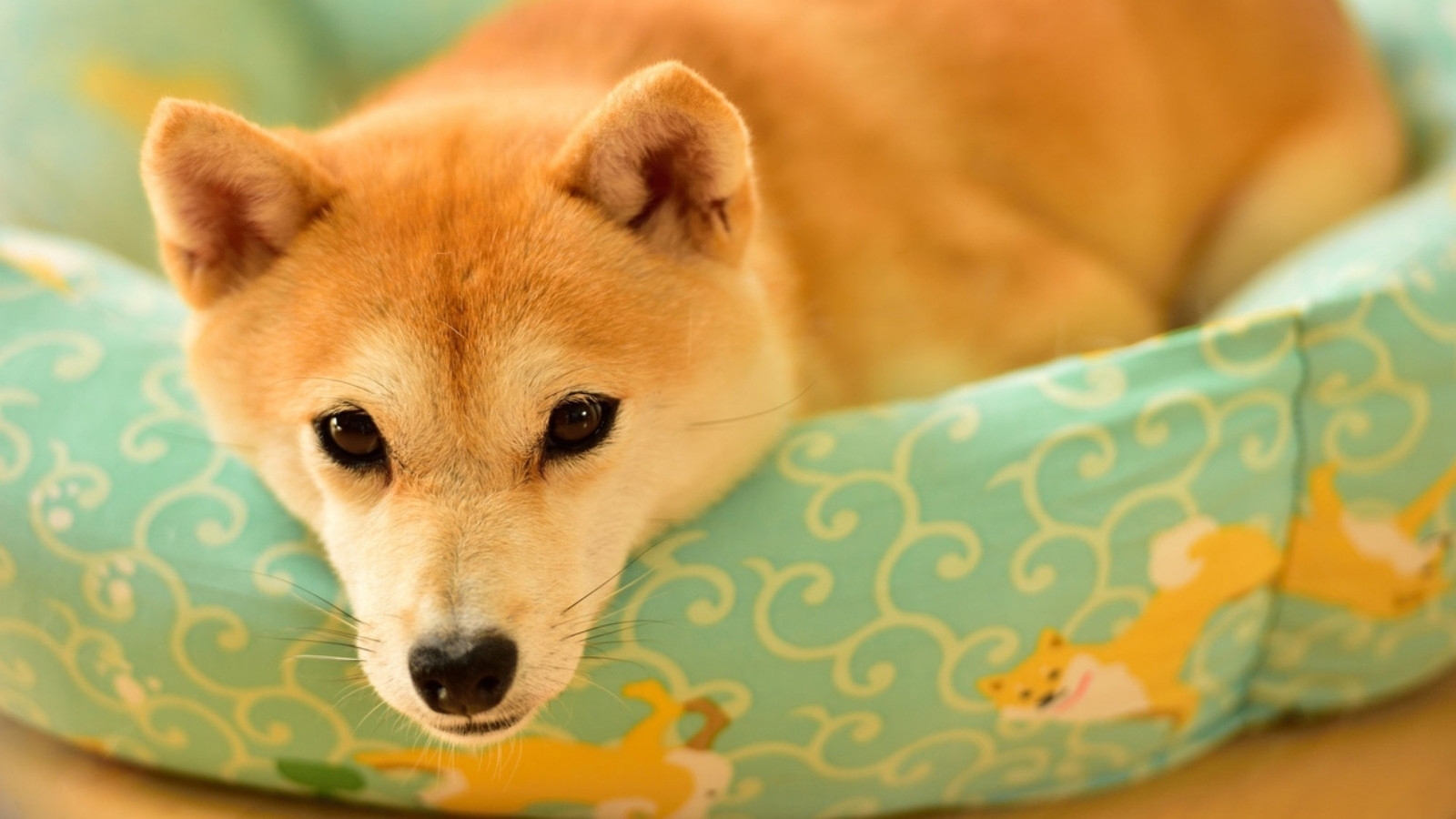 【早割30｜ペット可】30日前までの予約で500円引き！鮑踊り焼付き◆下田の幸たっぷり黒船の美味会席