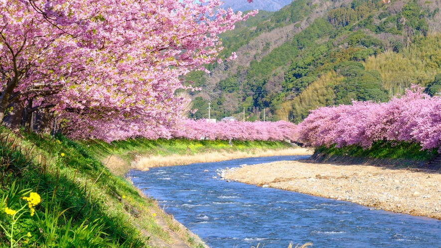 河津桜　2月中旬～3月上旬が見頃です