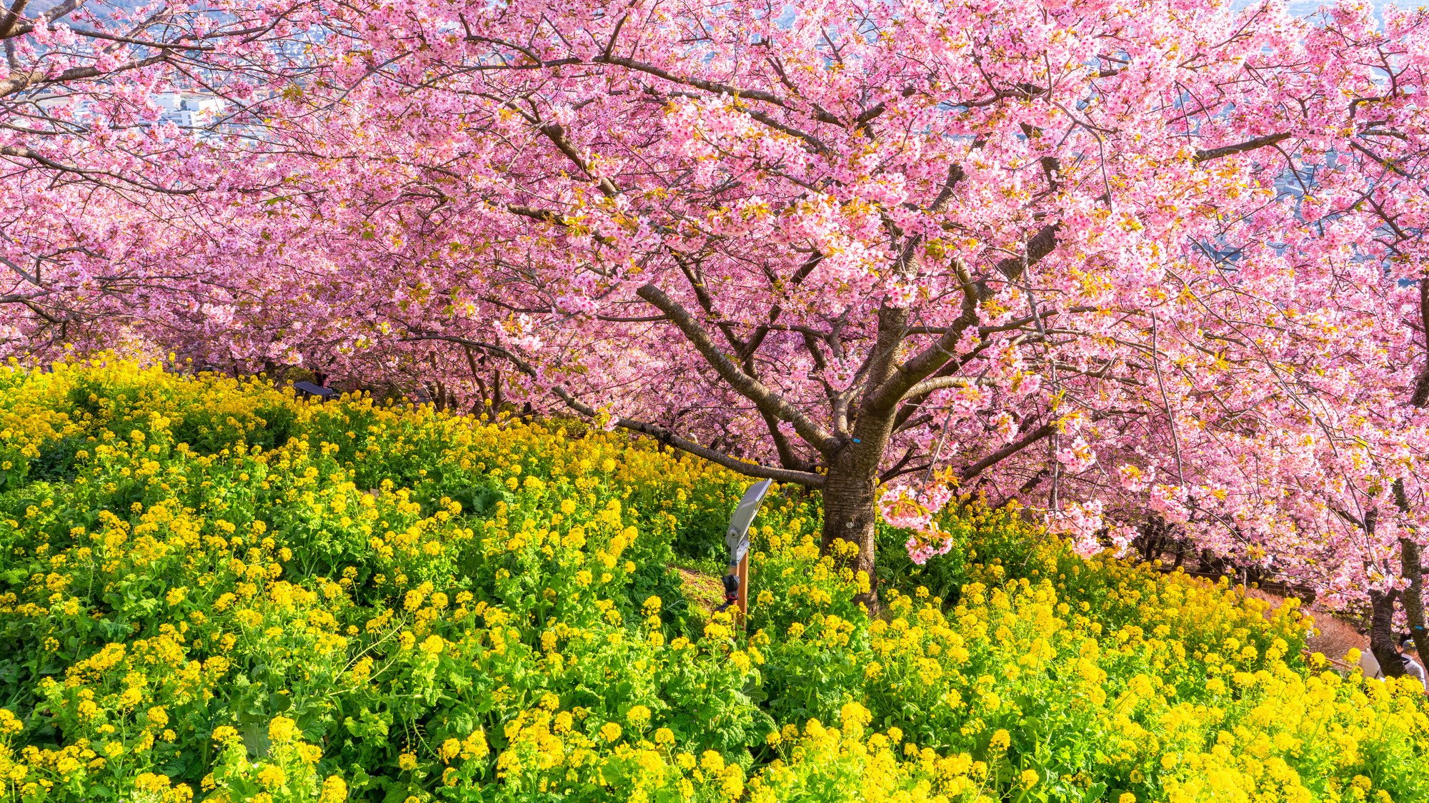 河津桜　2月中旬～3月上旬が見頃です