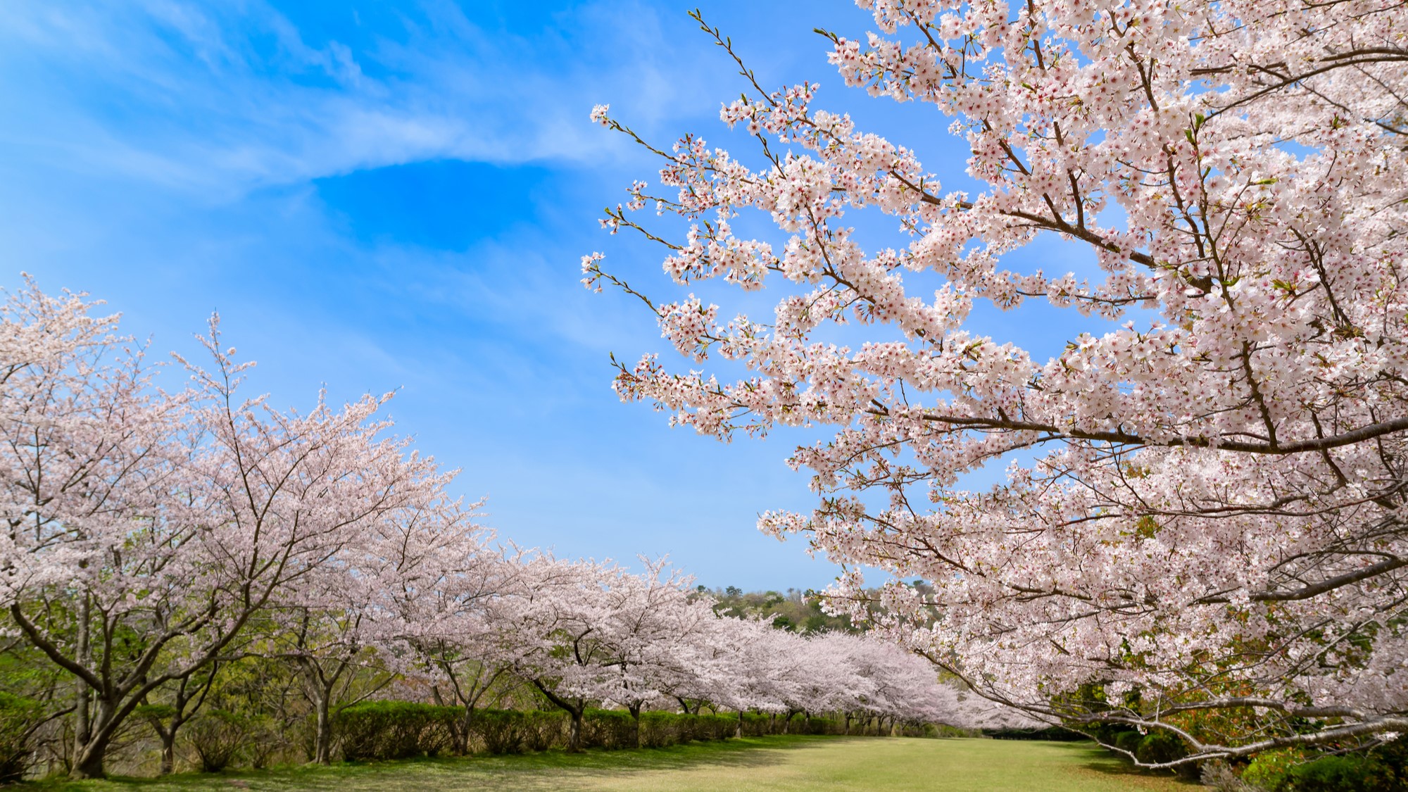 東伊豆クロスカントリーコースの桜並木