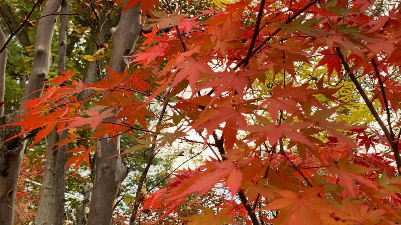 【2023年10月の紅葉】秋の訪れを感じながら、温泉と紅葉を楽しむ贅沢なひとときを。