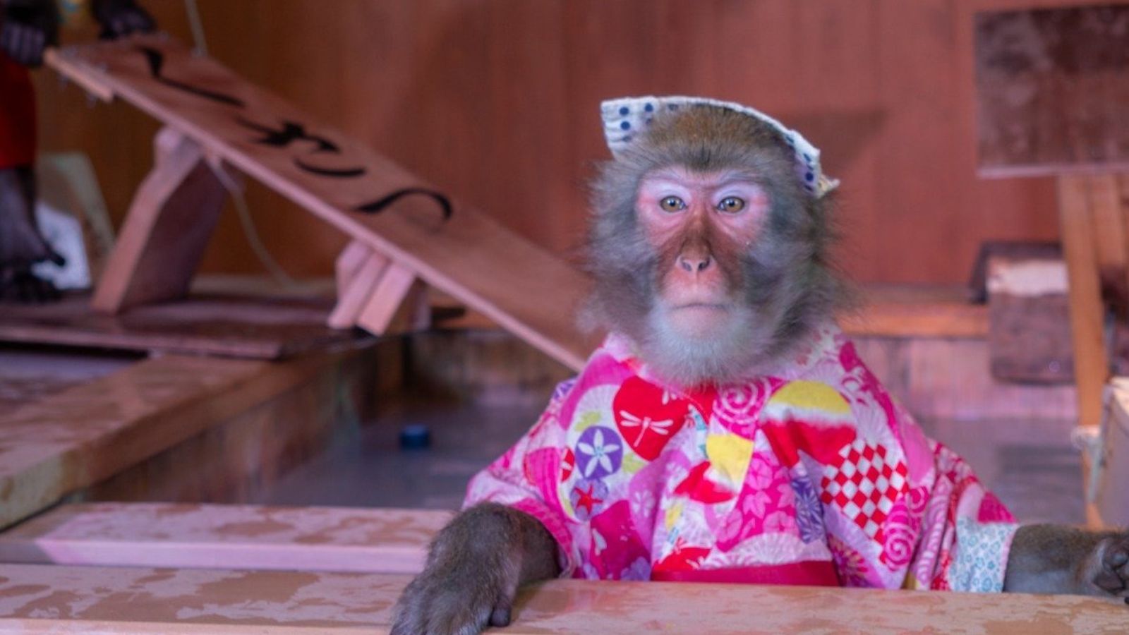 【お猿湯もみ】可愛いお猿さんたちが湯もみをしている姿は見逃せません！