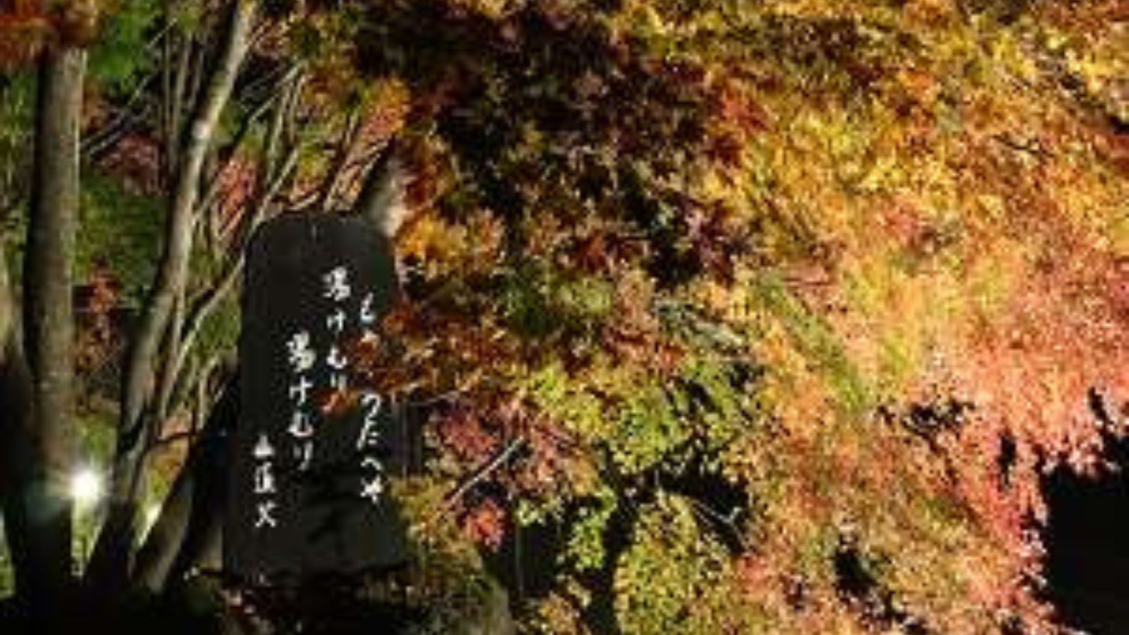 道の駅紅葉ライトアップ