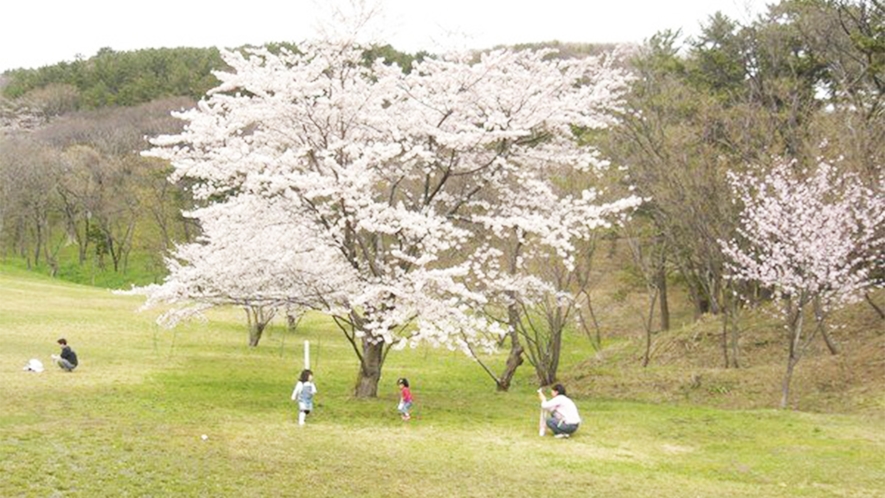 *周辺観光【山村広場】八峰町にある「山村広場」に咲く桜の木々。のんびりとピクニックにおすすめ。
