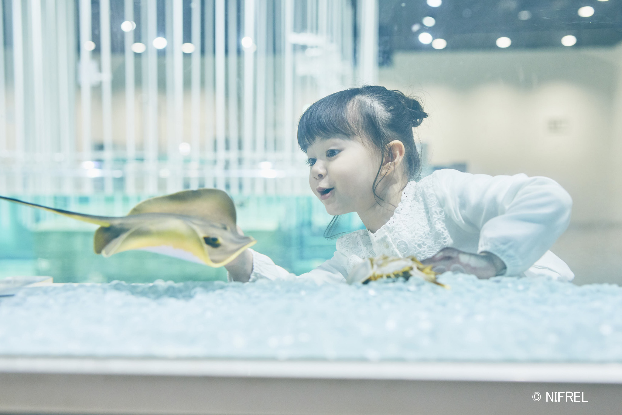 【生きているミュージアム 】水族館×動物園×美術館！ニフレルの入館券付き〈チェックイン当日入館分〉