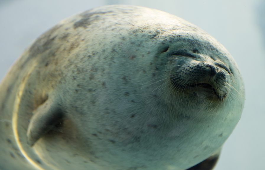 【世界最大級の水族館】大阪の人気スポット！海遊館の入館券付き〈チェックイン当日入館分〉