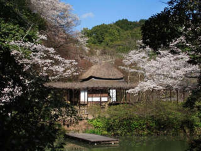 御船山楽園の５０００本の桜　※見頃は３月中旬〜４月上旬