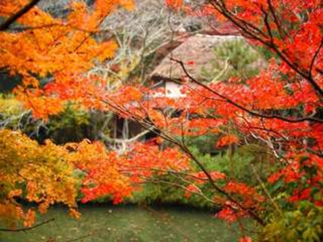 敷地内にある庭園『御船山楽園：国指定』では１１月１日〜１２月５日まで『紅葉祭り』を開催。