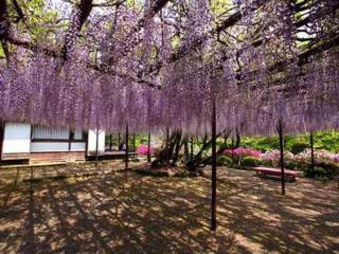 御船山楽園の樹齢１７０年の大藤　※見頃は４月下旬〜５月上旬