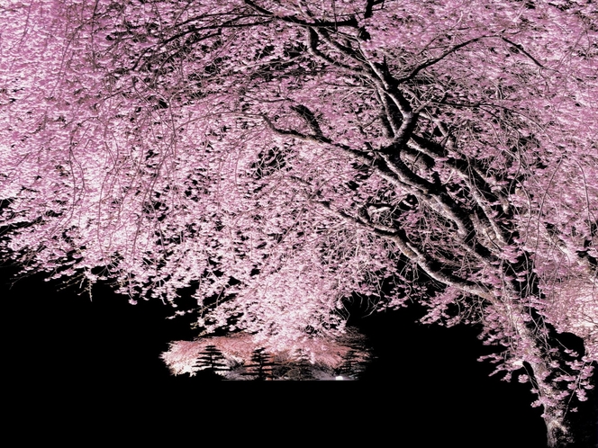 光前寺夜桜　仁王門