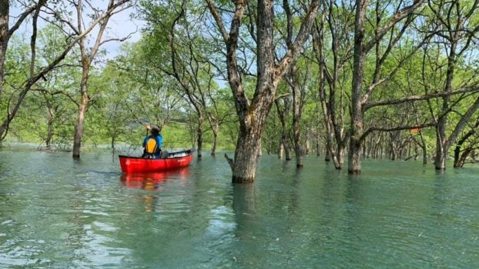 白川湖の水没林／雪解けの時期から放水が始まるまでの約1ヶ月のみ見ることができる絶景、車で40分程