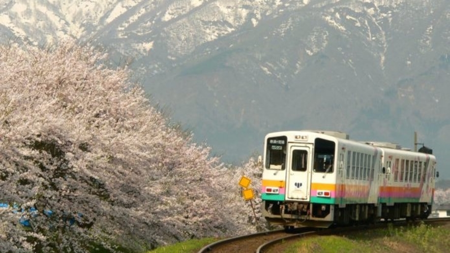 山形鉄道フラワー長井線の桜