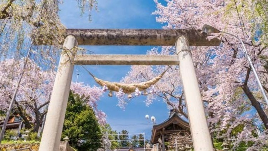 烏帽子山の桜