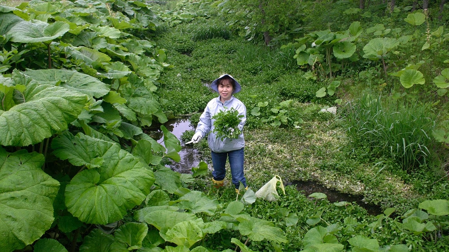 【山の幸も充実】海の幸だけではありません。山の幸・山菜も充実。