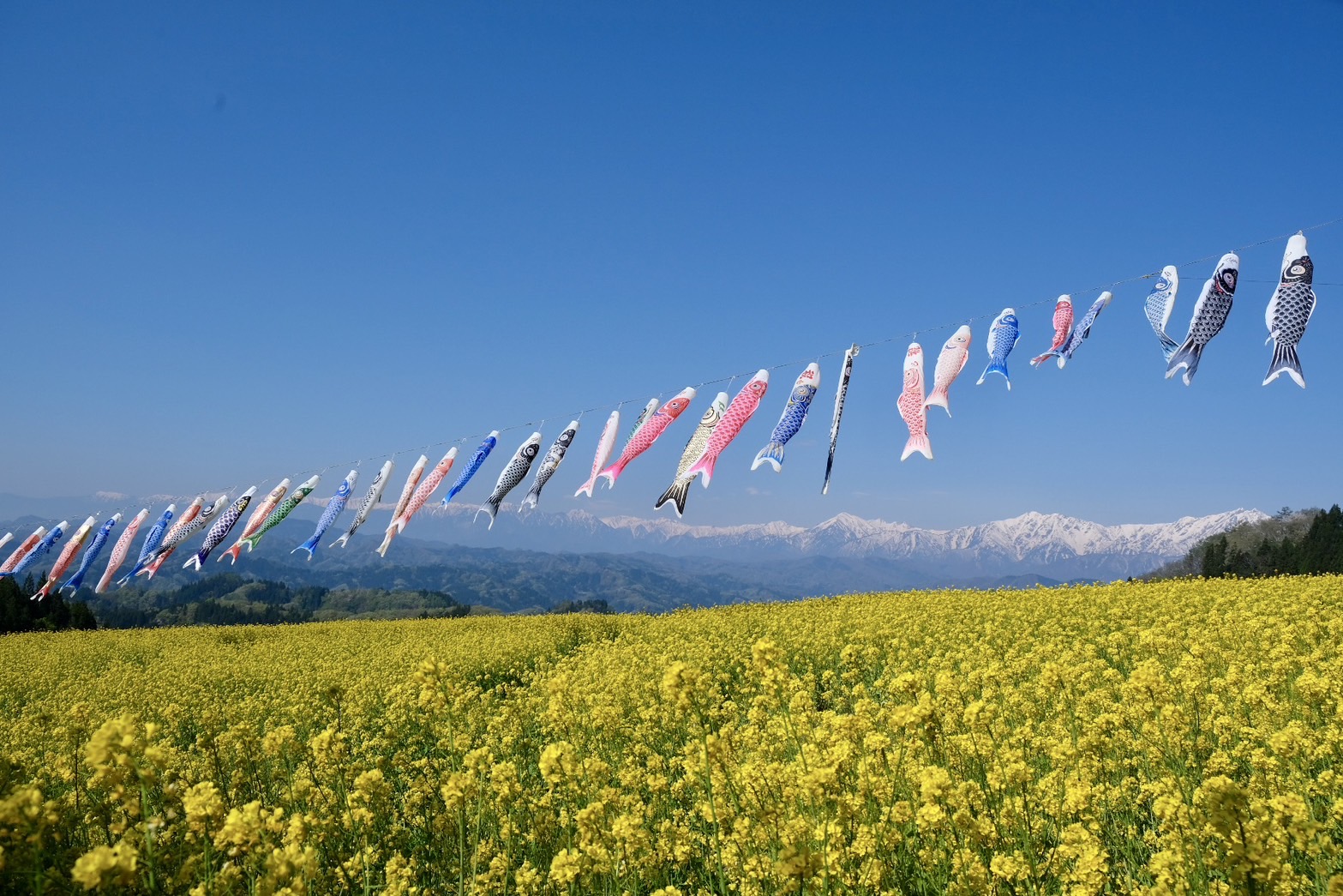 【アルプス展望台・夢の駅】GWシーズンは一面の菜の花畑に鯉のぼりが泳ぎます。