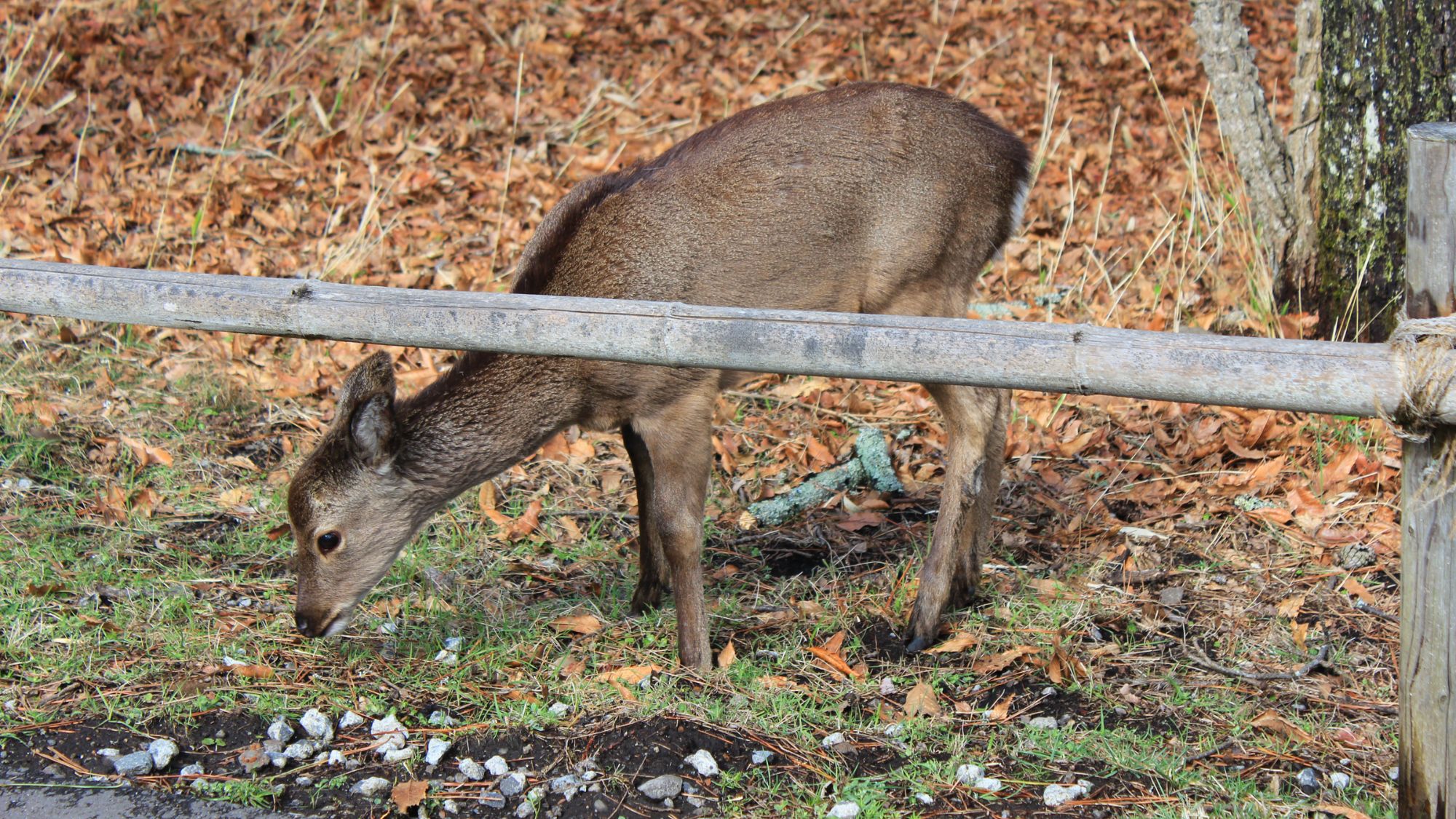 野生のシカさん