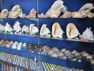 貝コレクション
