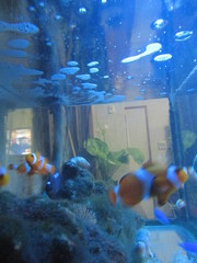ニモもいる水槽