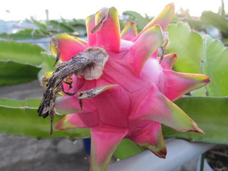 ドラゴンフルーツ