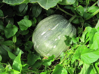 島かぼちゃのナンコウ