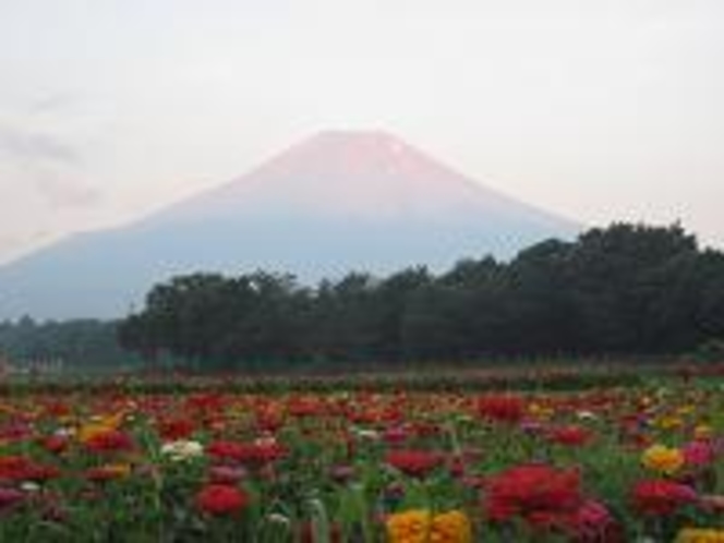 花の都公園(徒歩15分（百日草７〜８月）