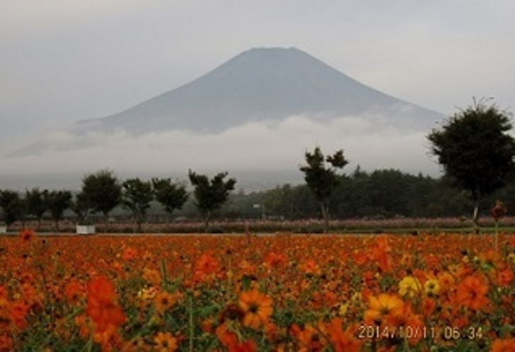 黄花ｺｽﾓｽ(10月)