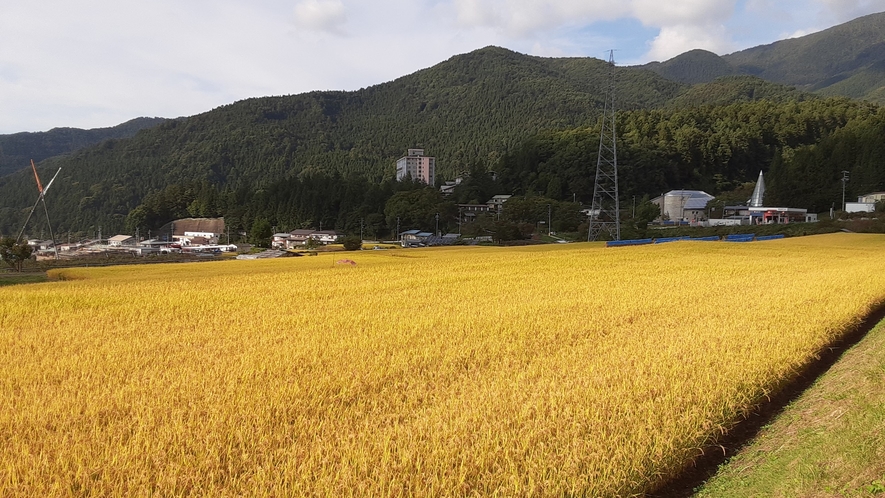 *渋温泉の四季（秋）／近隣の田んぼで稲穂が美しく金色の絨毯を作り、風に揺れる日本の原風景が楽しめます