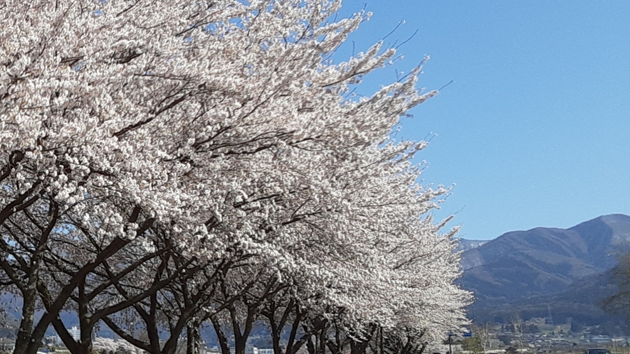 *渋温泉の四季（春）／オリンピック道路の桜並木。菜の花と桜のコントラストがきれいです。