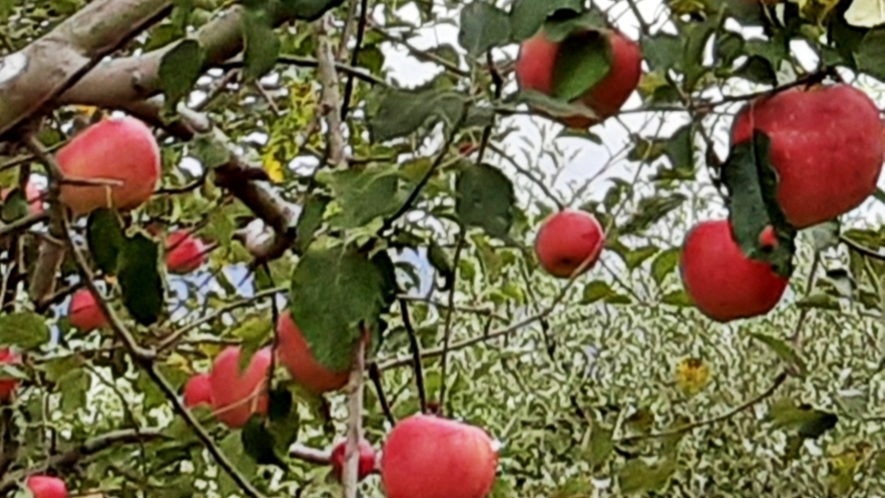 *渋温泉の四季（秋）／シナノスイート。長野りんごの収穫が始まります。