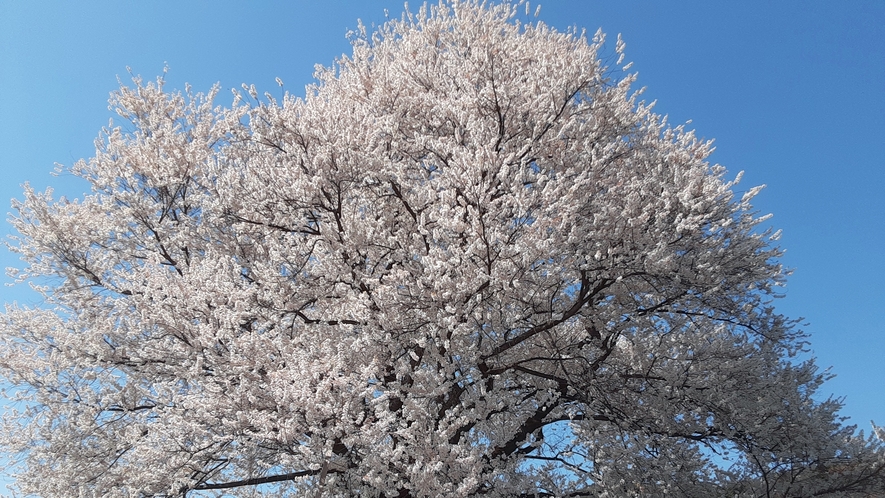 *宇木の「千歳桜」は樹齢約850年のエドヒガンザクラです。