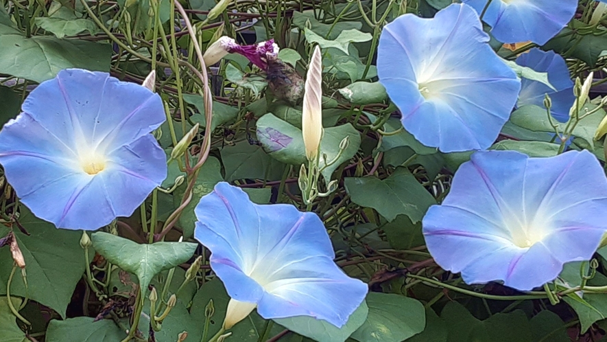 *渋温泉の四季（夏）／須坂市の田中本家博物館の癒しの朝顔【ヘブンリーブルー】青い花びらが、涼しげ！