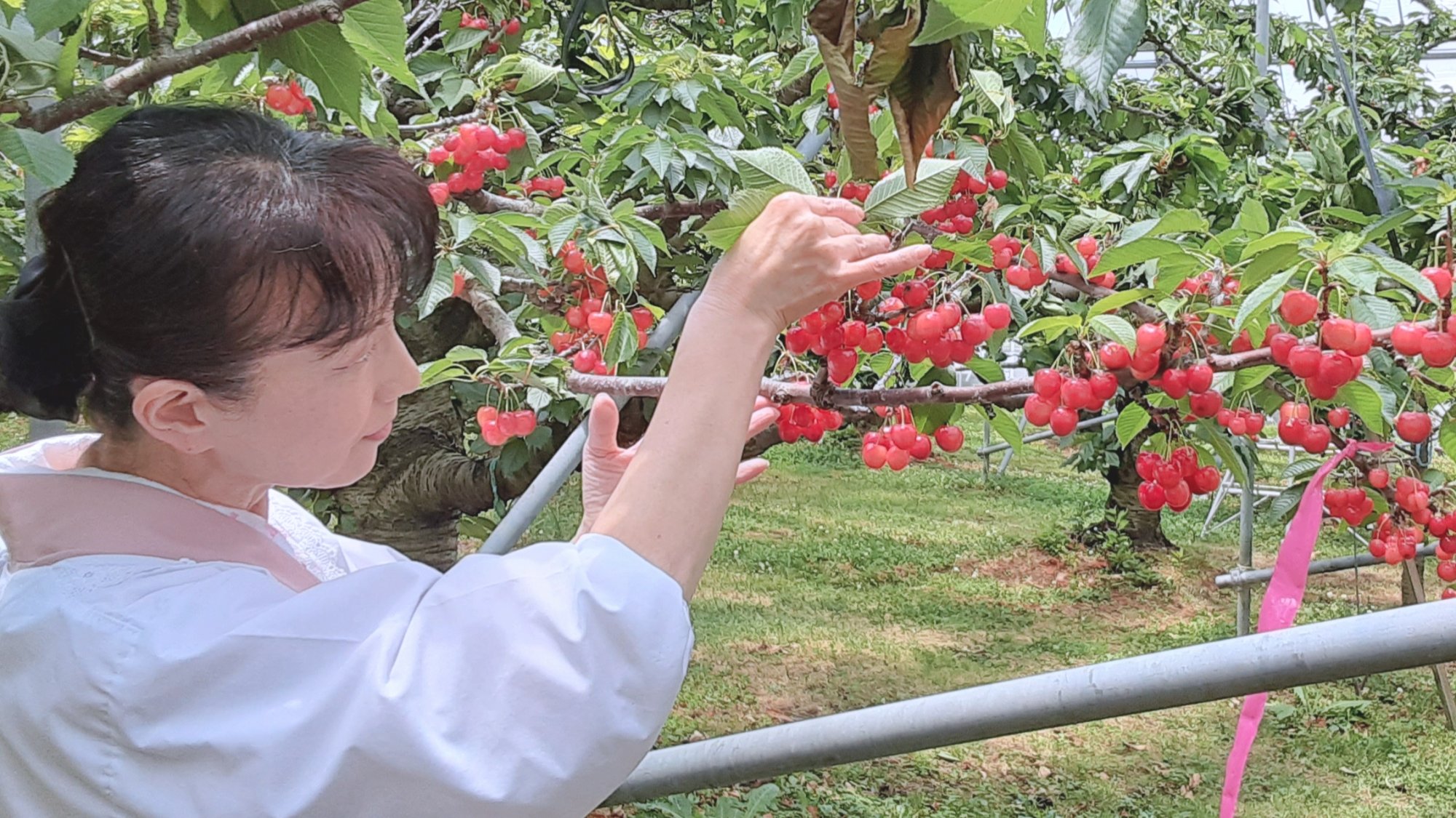 *周辺観光／町内のサクランボ農園。