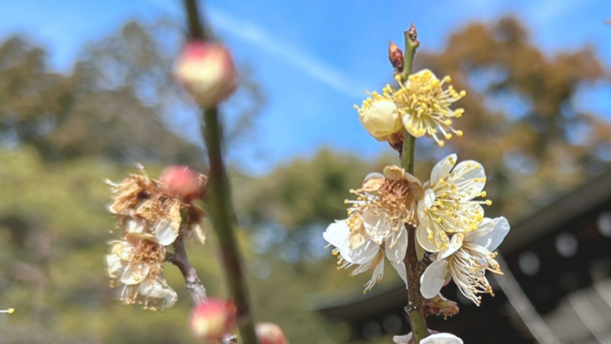 *梅の花。季節ごとの花をめでるのも旅の醍醐味です。