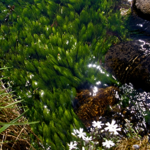 小川と梅花藻