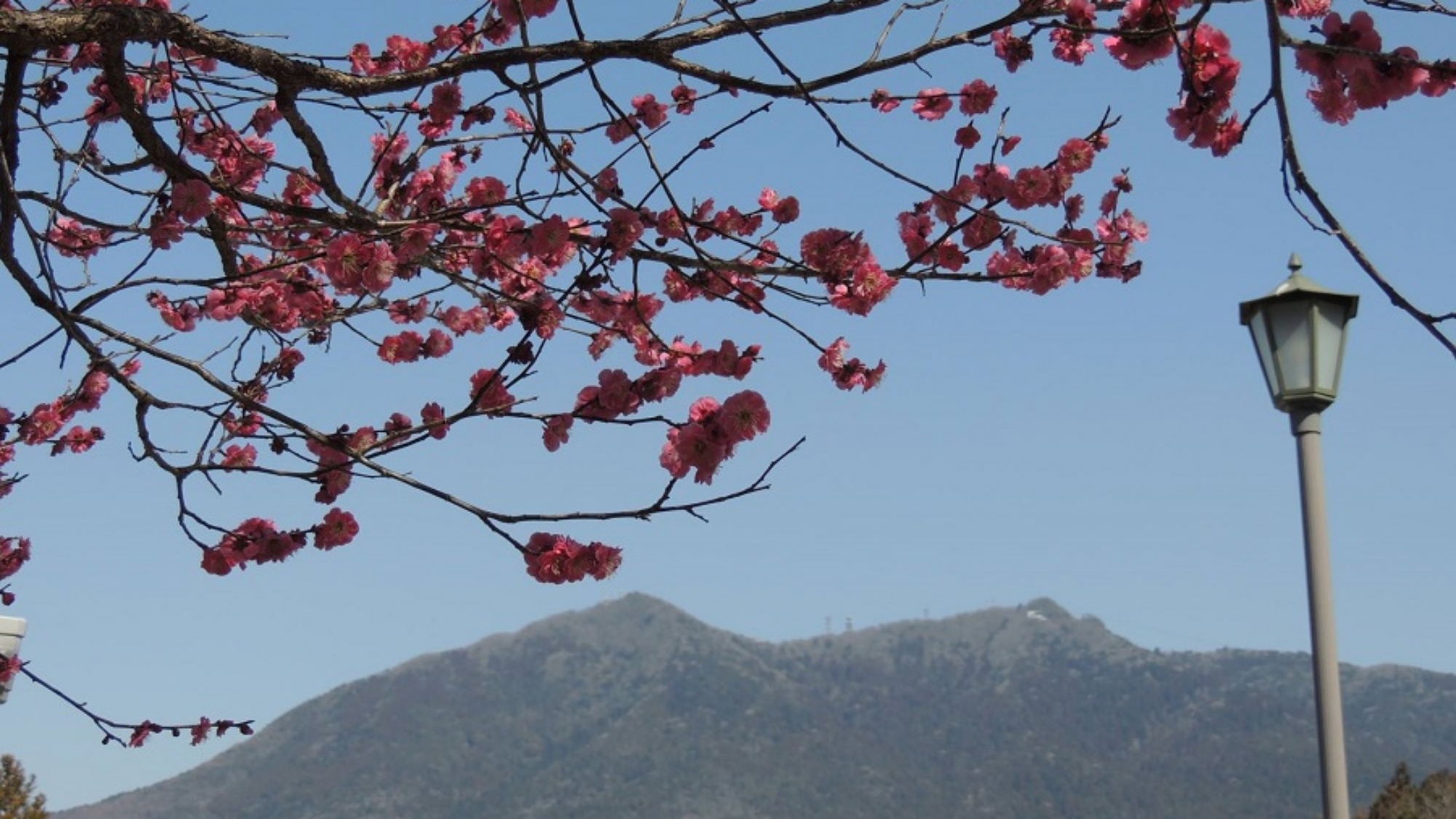 筑波山と紅梅