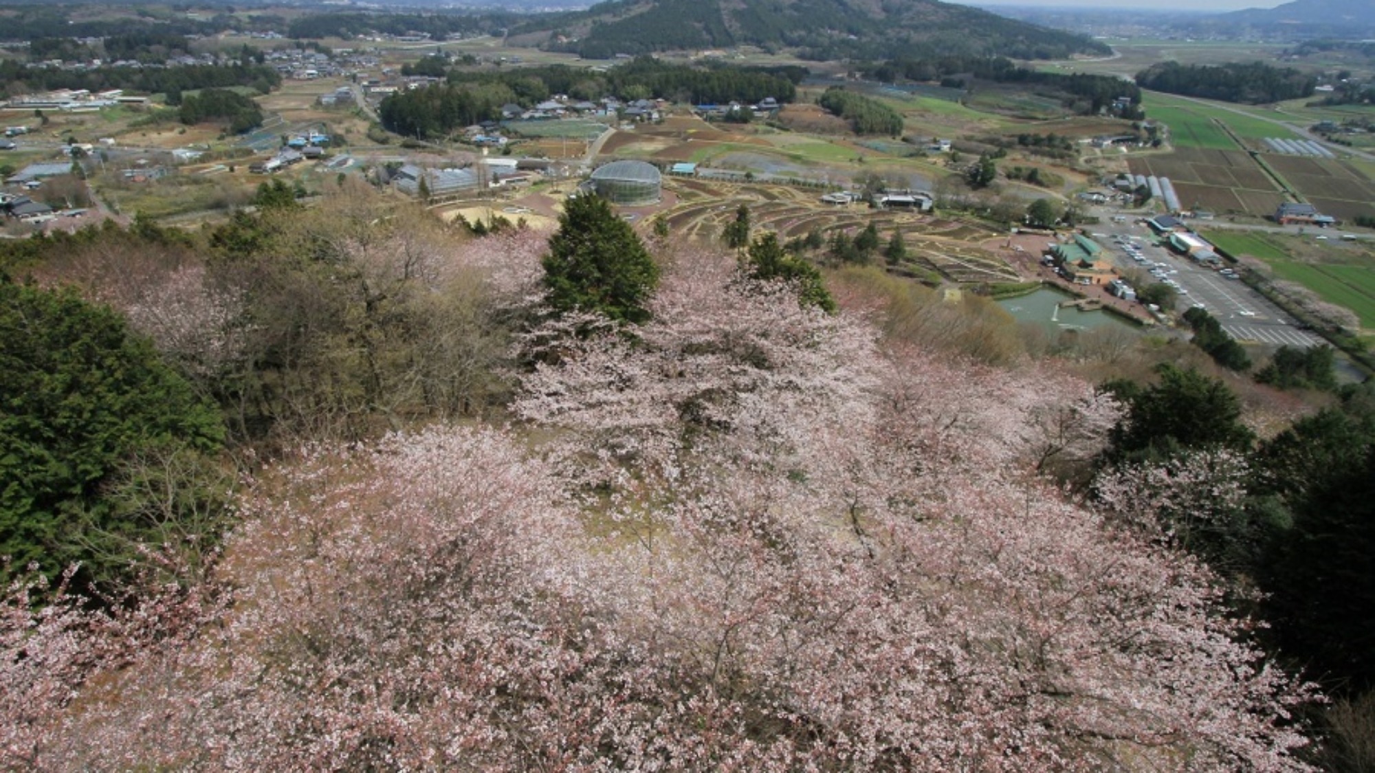 いばらきフラワーパークの桜