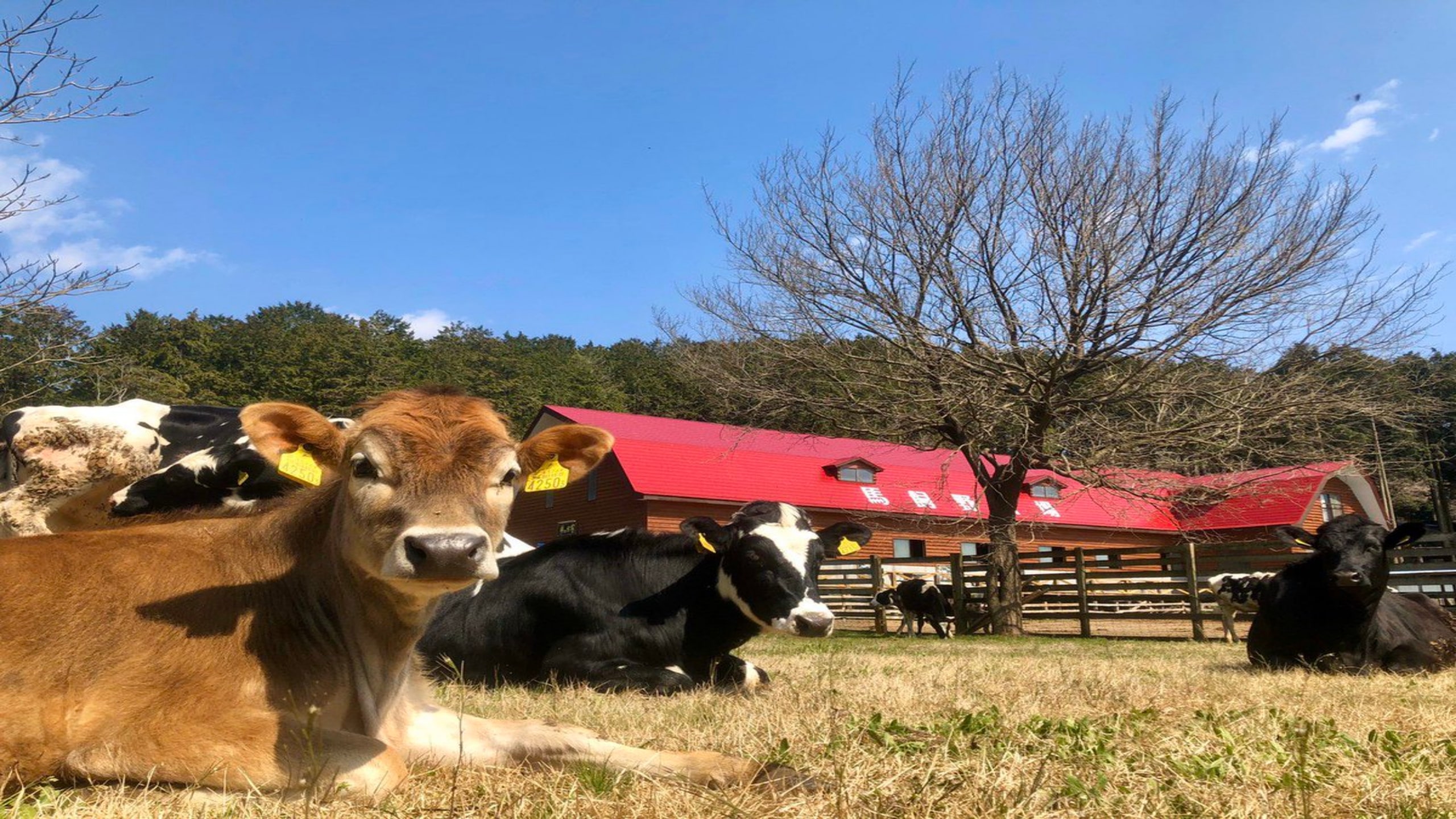 まかいの牧場