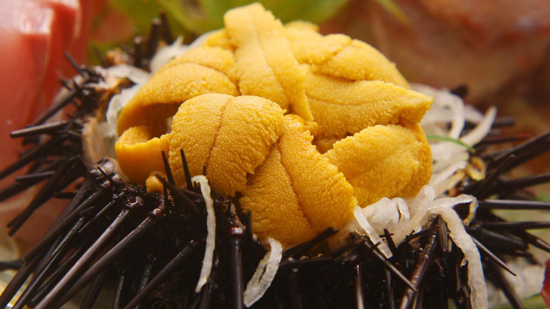 雲丹海女さんが採ったウニ※その日のとれた食材によって内容が変わります