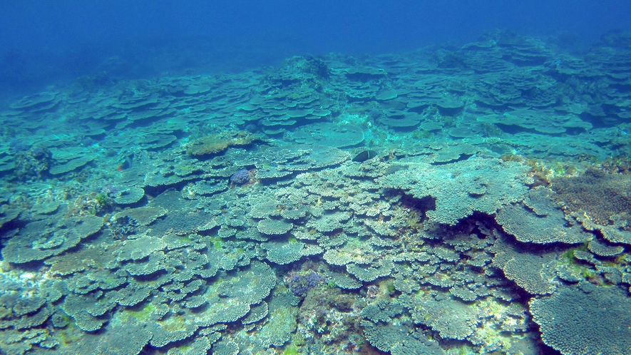 底土海水浴場のサンゴ