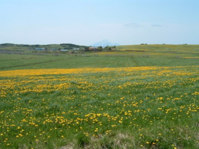 南部地区のたんぽぽ