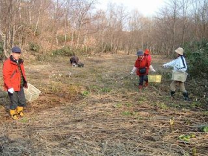 山菜取り