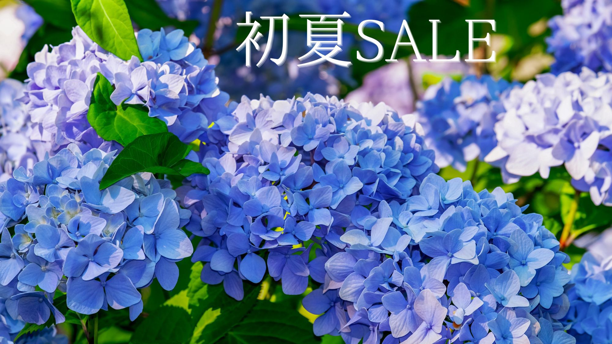 【6月｜初夏SALE】期間限定お得なセール♪朝食ビュッフェ付