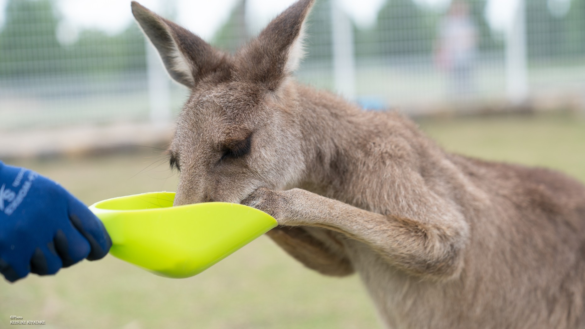 ＼滋賀農業公園で遊ぼう／”ブルーメの丘”入園券＆ランチバイキング付 (朝食付) 