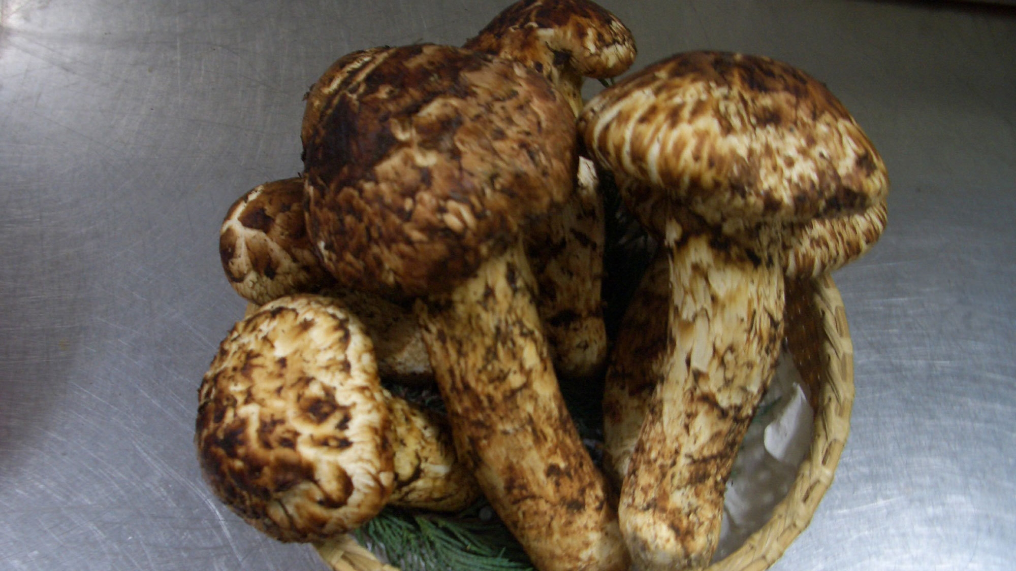 ■信州産「松茸」三昧■焼き松茸・松茸刺し身・松茸ご飯など。名物「マツタケ風呂」も好評【1泊2食付】