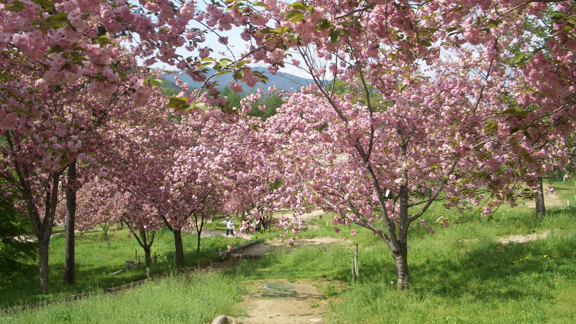 *【桜祭り】近くの城址公園内には、1,500本の桜があり、古くから「天下第一の桜」と言われています。